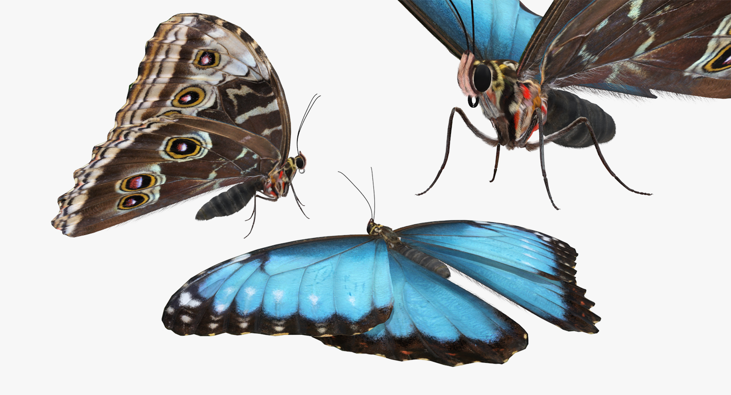 3D Morpho Peleides Butterfly Rigged with Fur