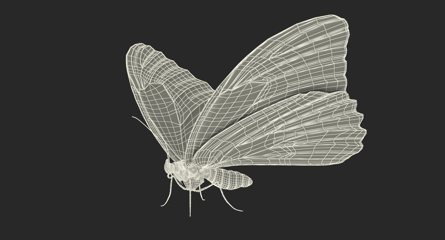 3D Morpho Peleides Butterfly Rigged with Fur