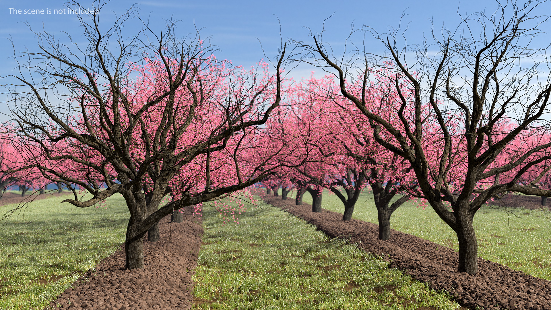 Winter Peach Tree 3D