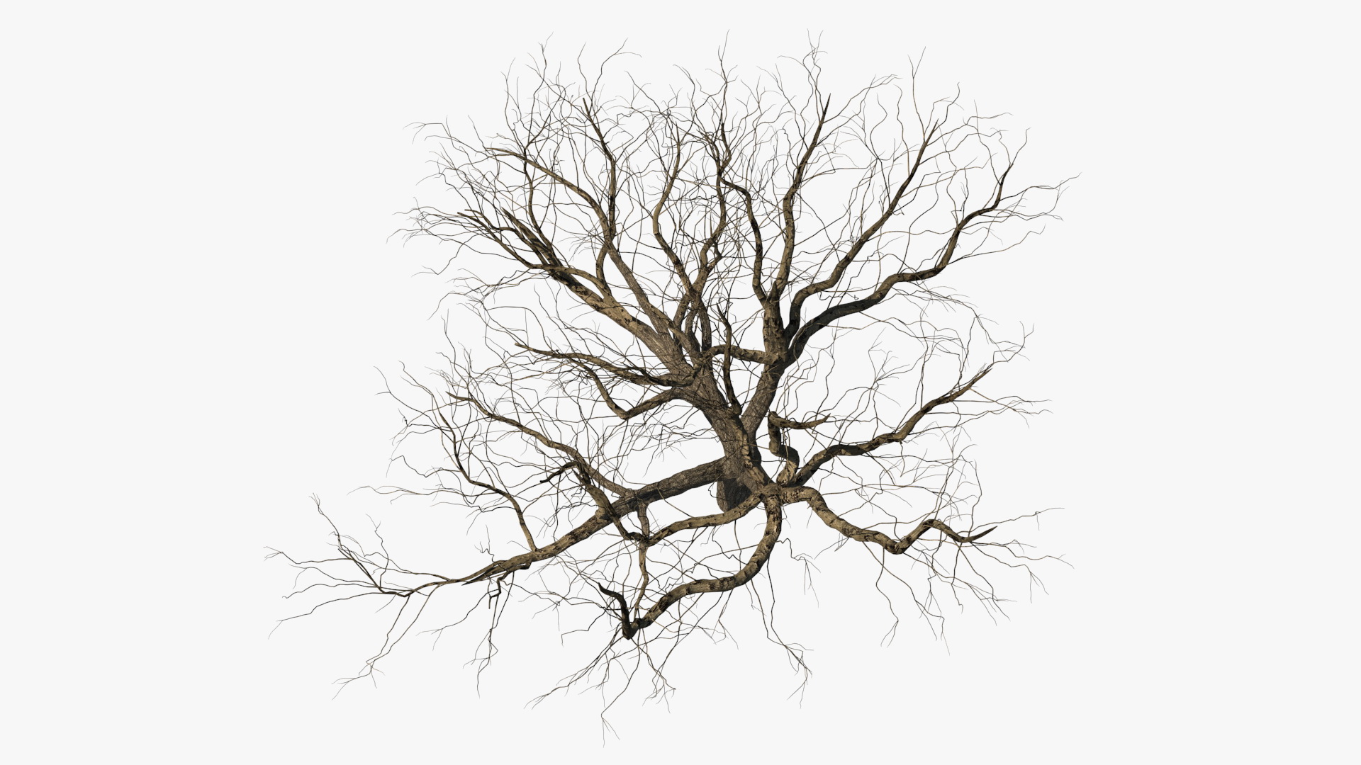 Winter Peach Tree 3D