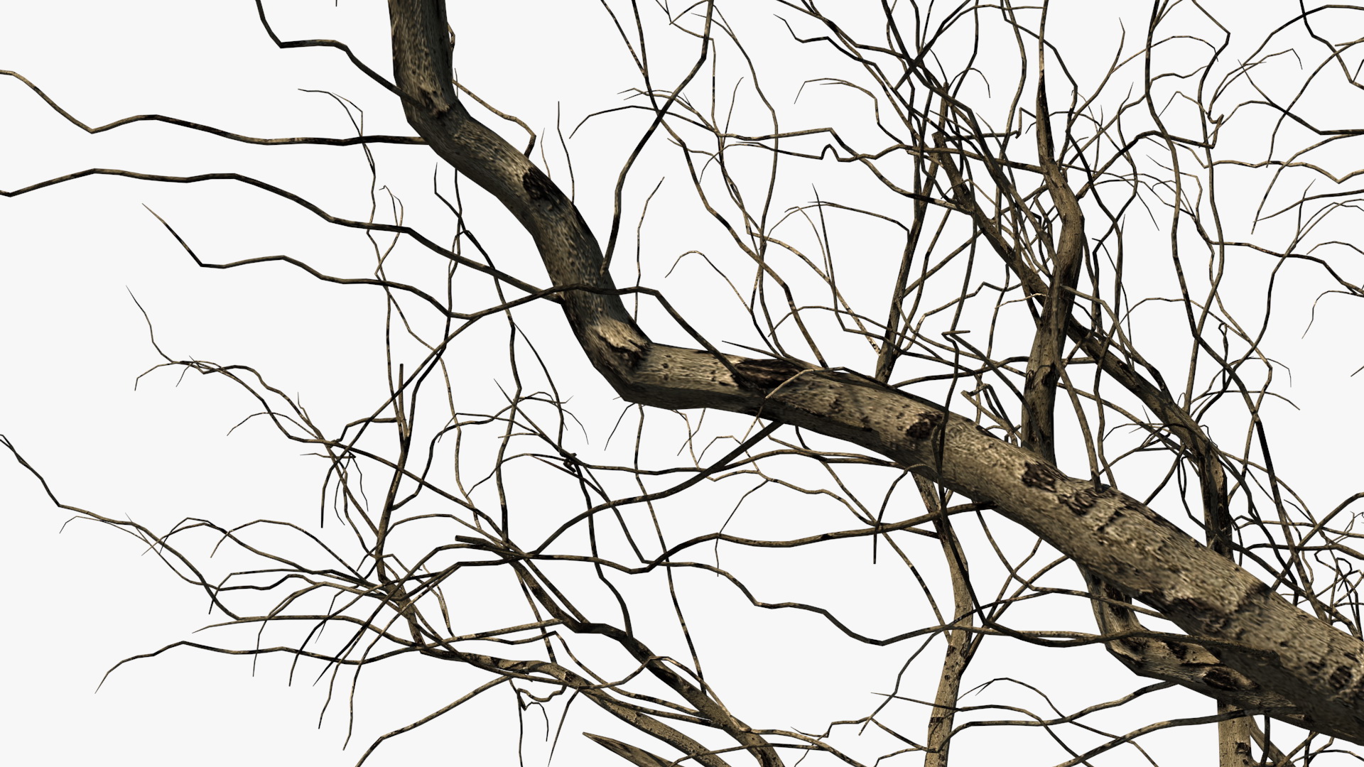 Winter Peach Tree 3D