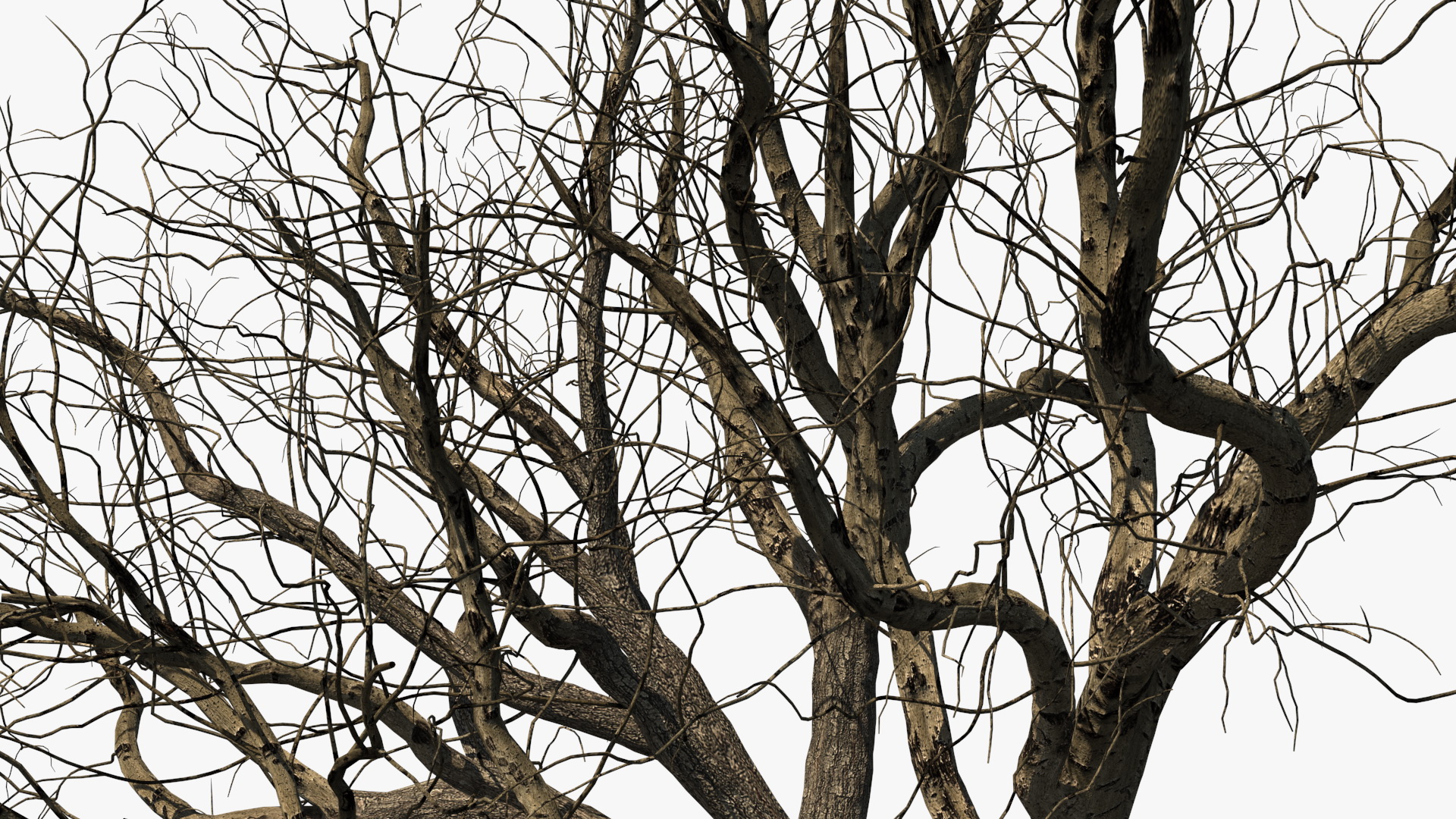 Winter Peach Tree 3D
