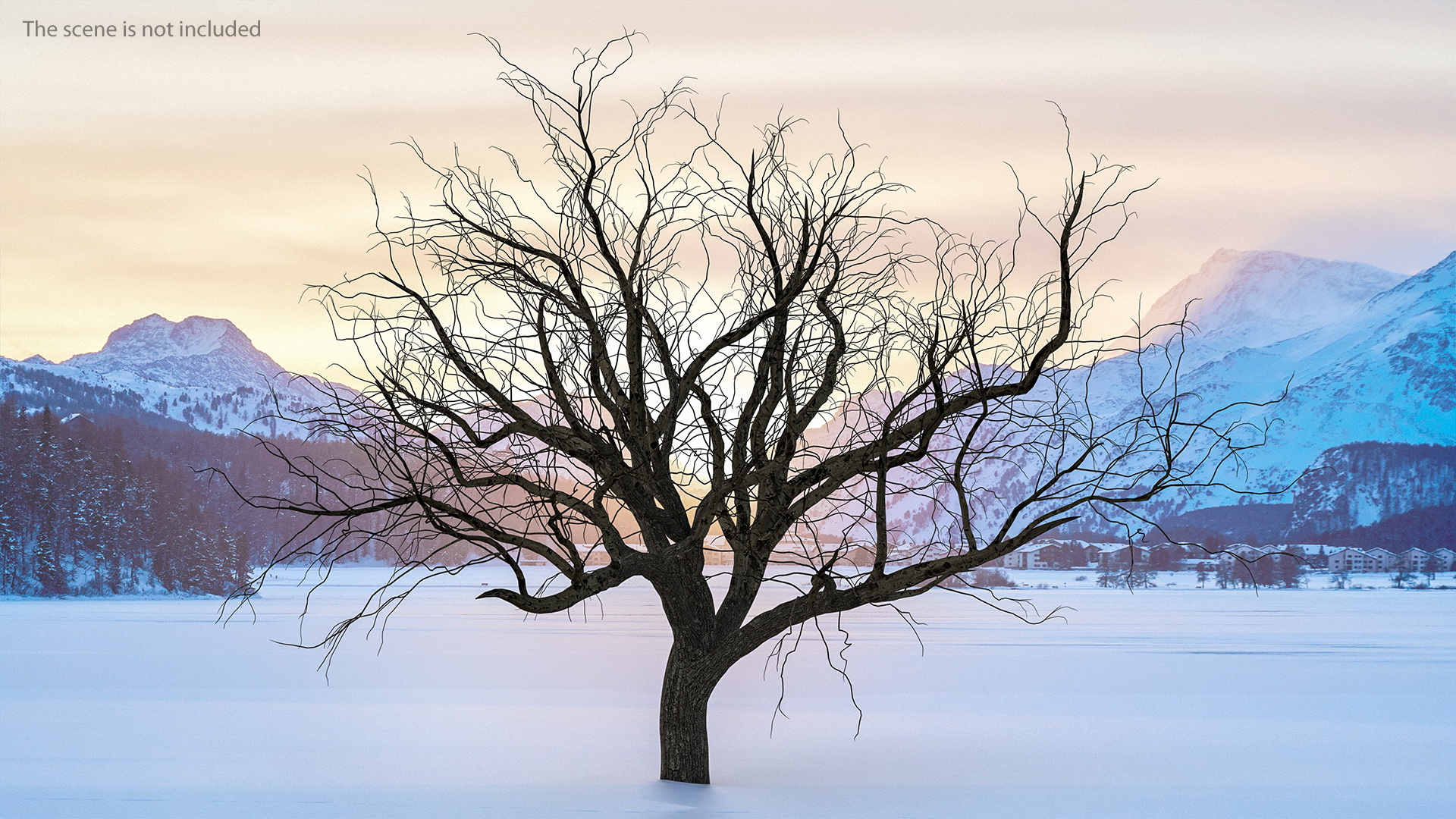 Winter Peach Tree 3D
