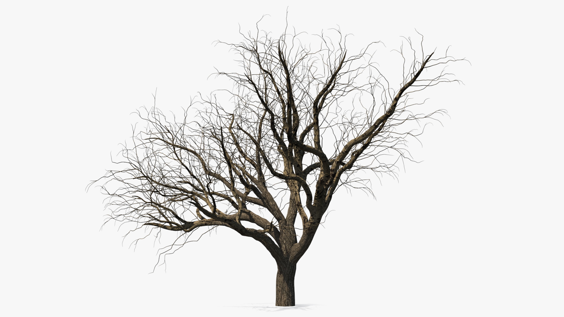 Winter Peach Tree 3D