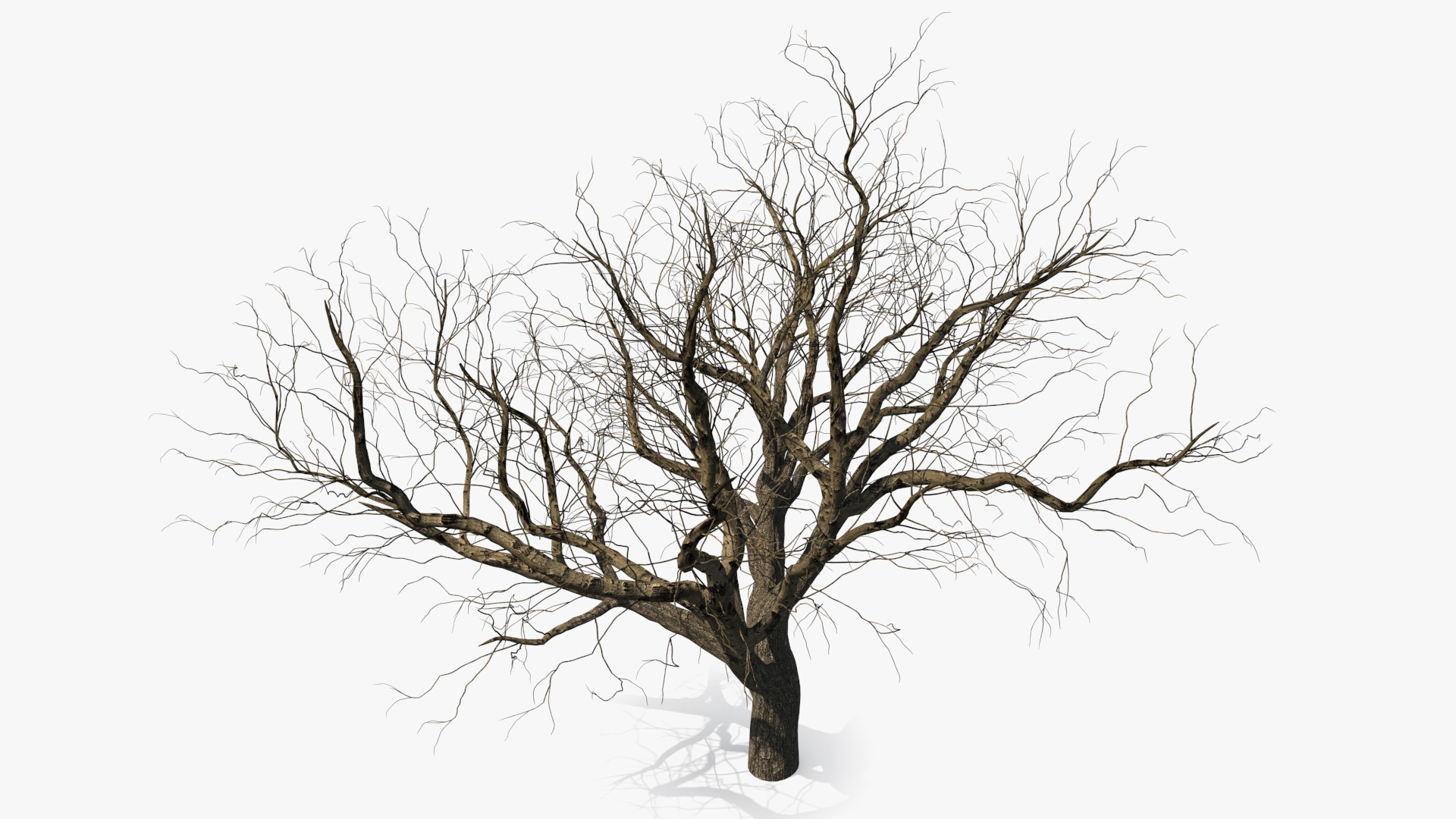 Winter Peach Tree 3D