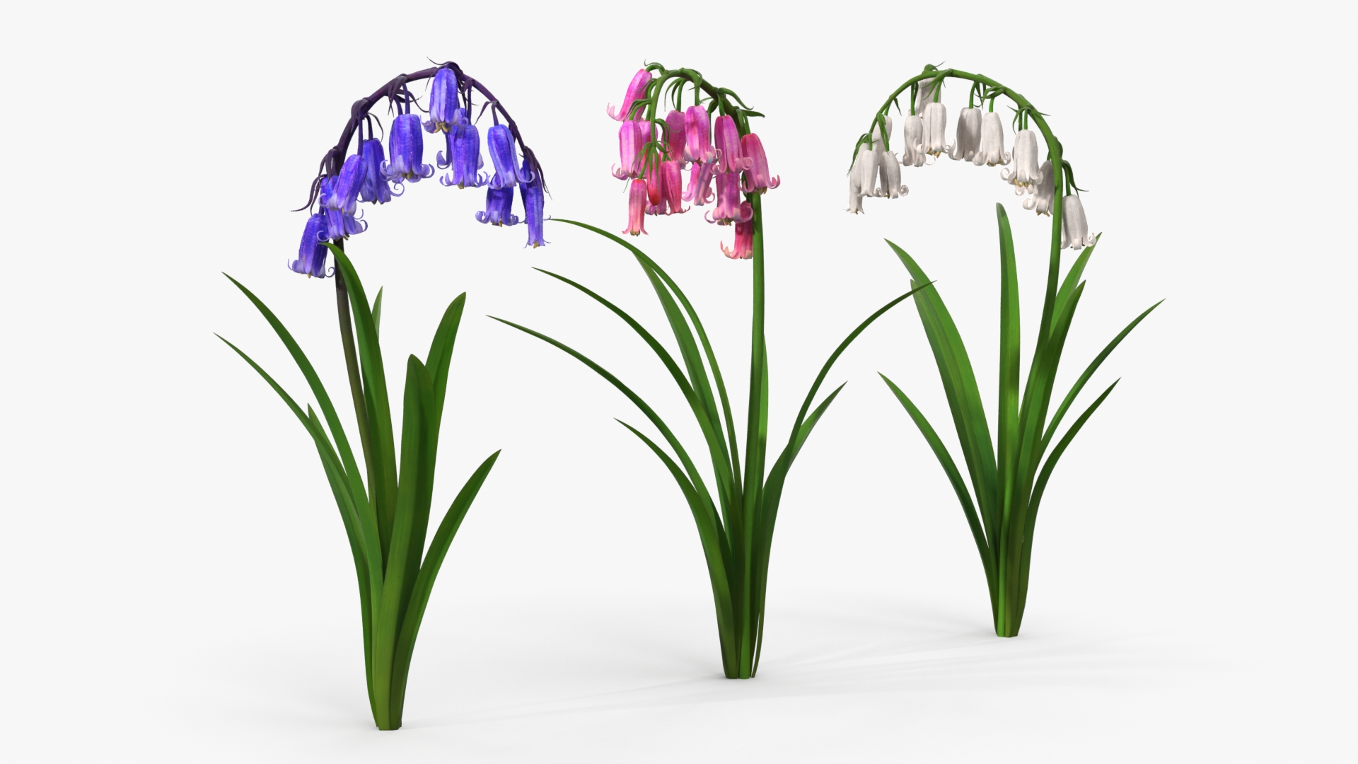 Bluebell Plants Set Mixed