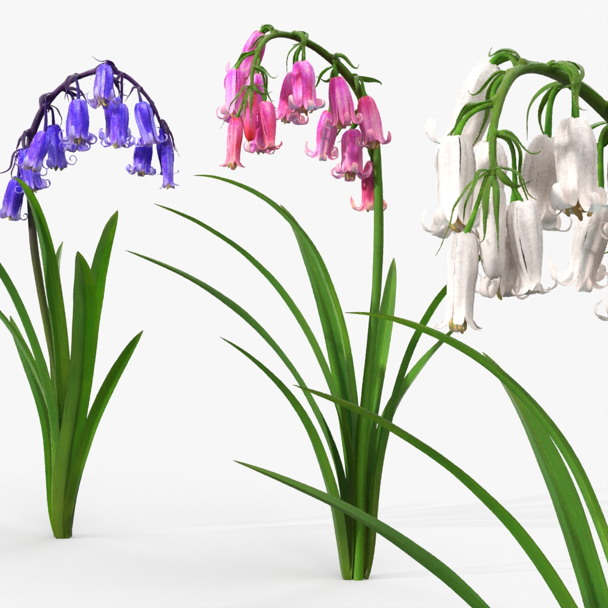 Bluebell Plants Set Mixed