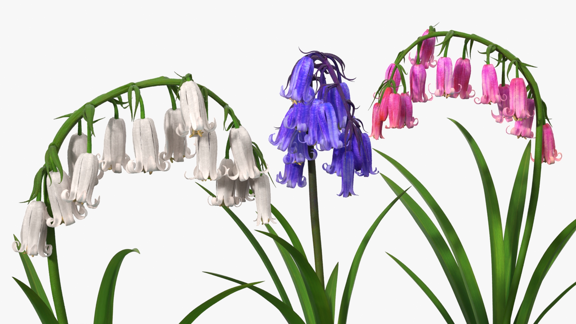 Bluebell Plants Set Mixed, view 3