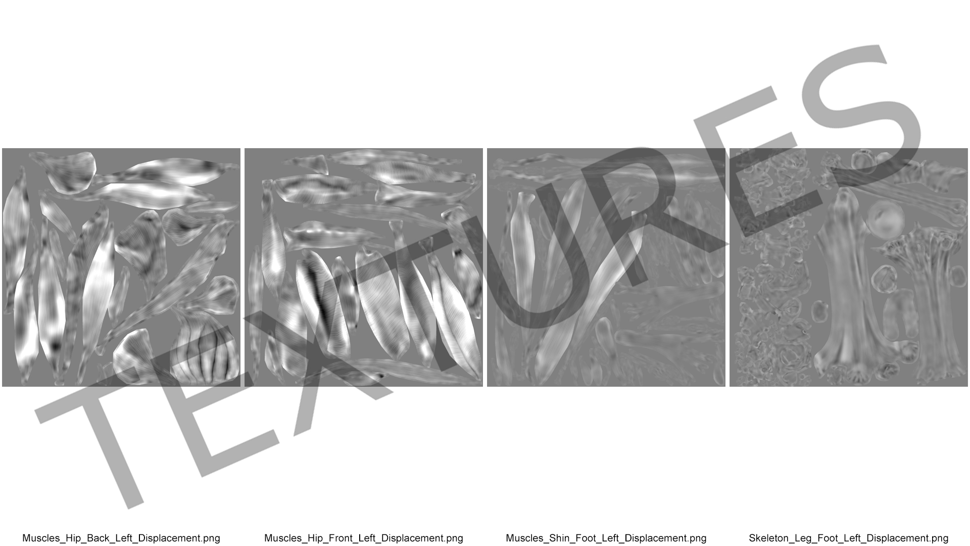 3D Female Anatomy Left Leg model