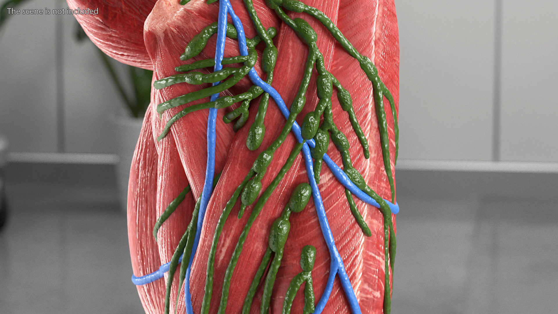 3D Female Anatomy Left Leg model