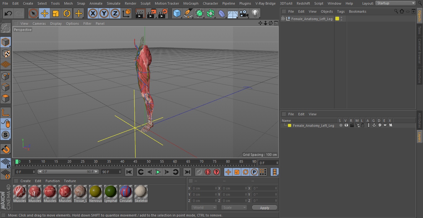 3D Female Anatomy Left Leg model