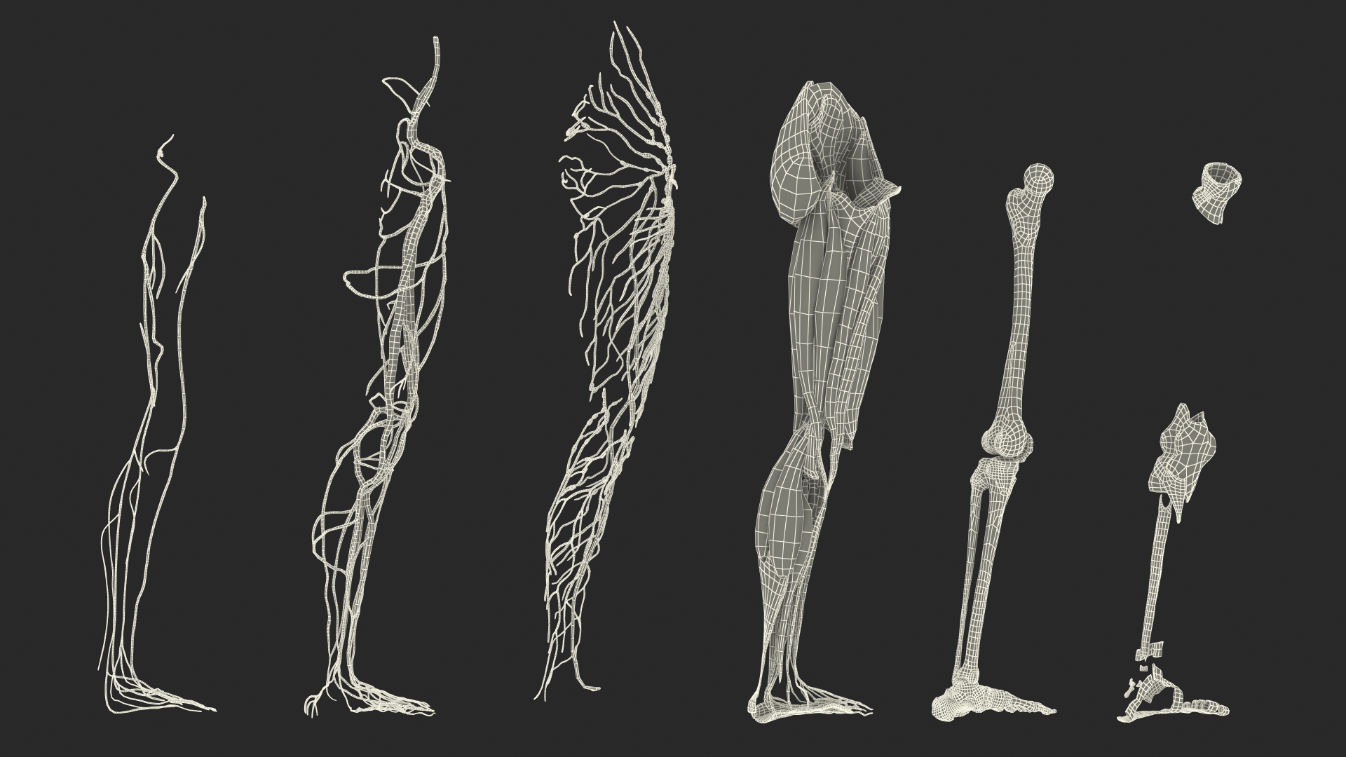 3D Female Anatomy Left Leg model