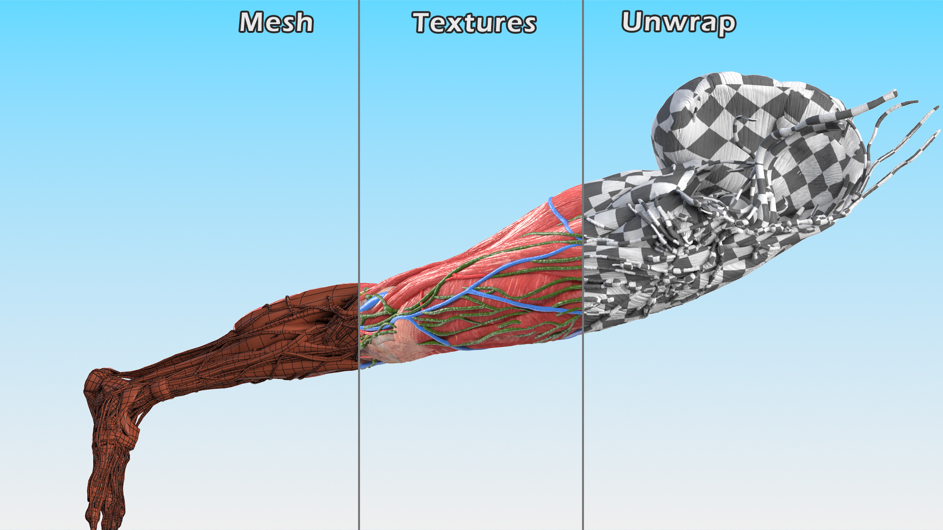 3D Female Anatomy Left Leg model