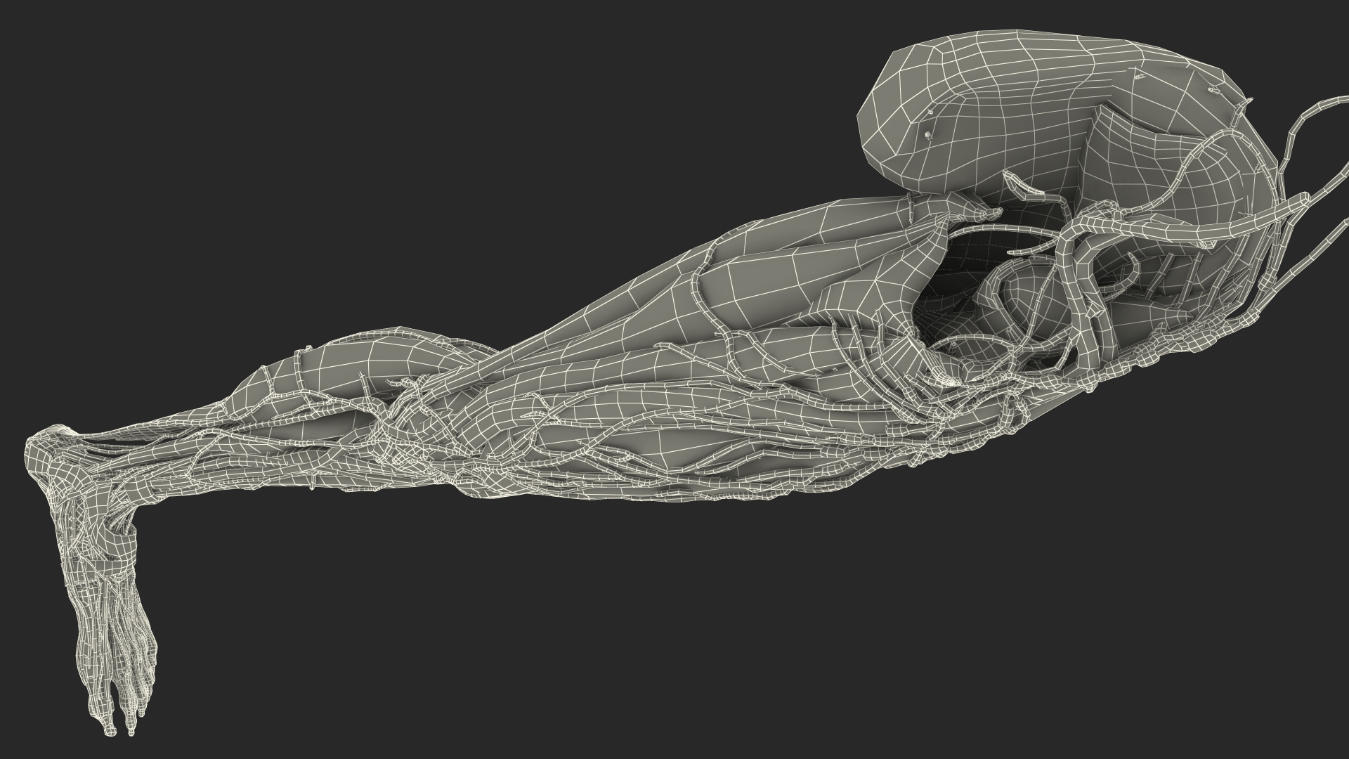 3D Female Anatomy Left Leg model