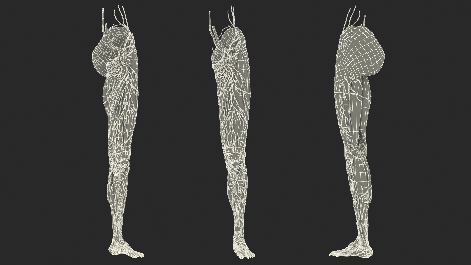 3D Female Anatomy Left Leg model