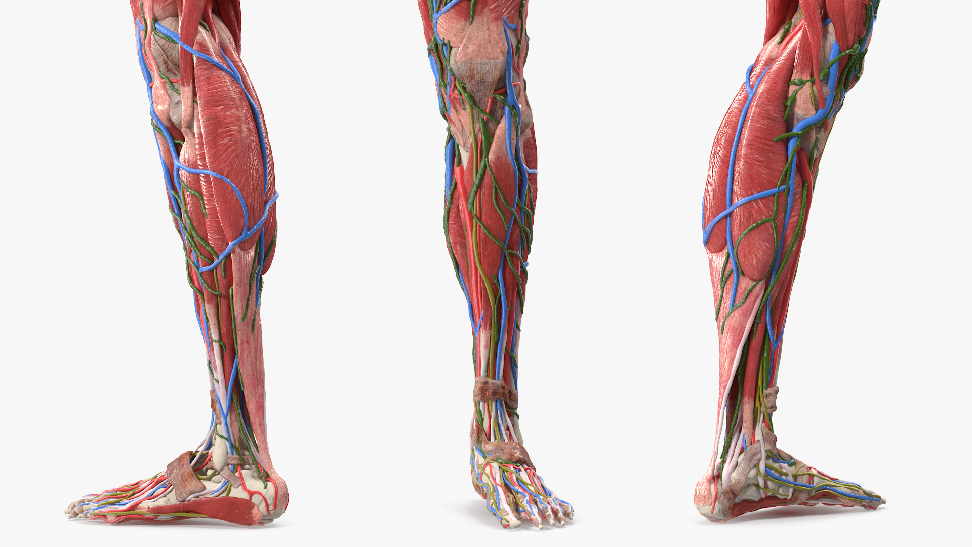 3D Female Anatomy Left Leg model