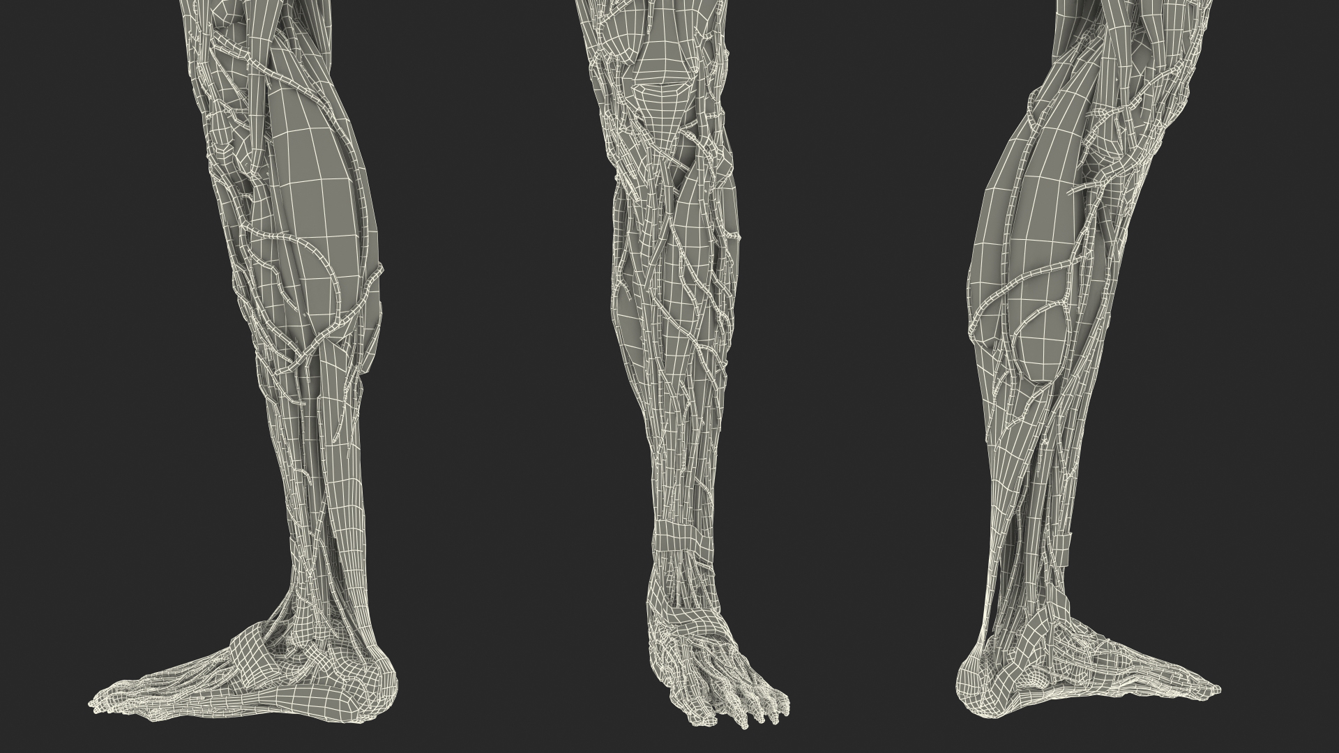3D Female Anatomy Left Leg model