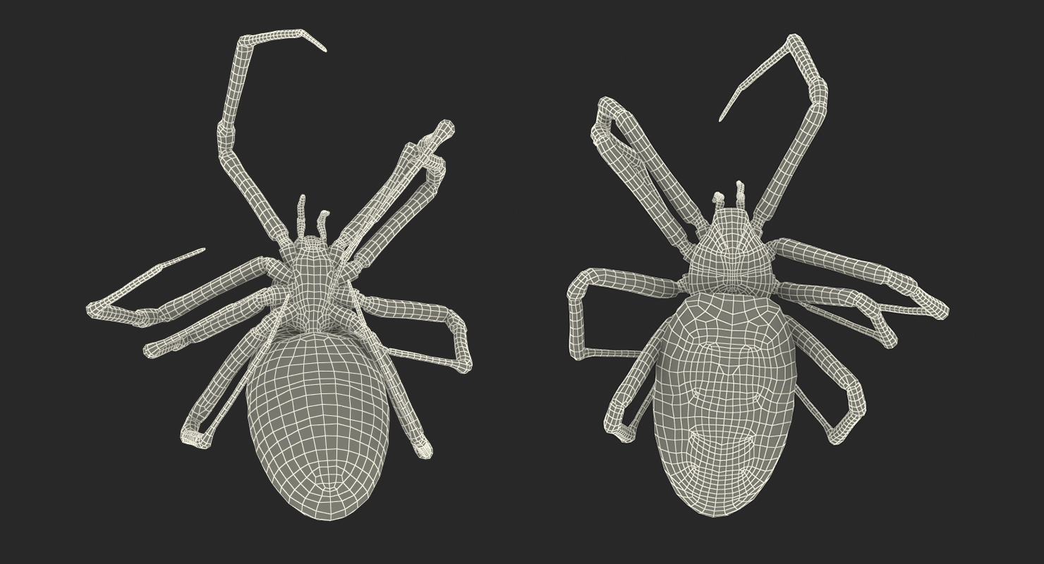 3D model Dead Corn Spider with Fur