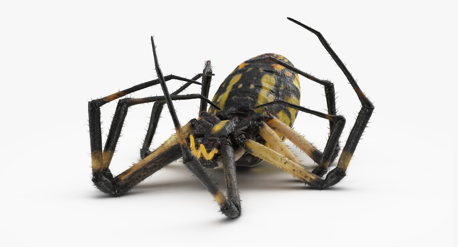 3D model Dead Corn Spider with Fur