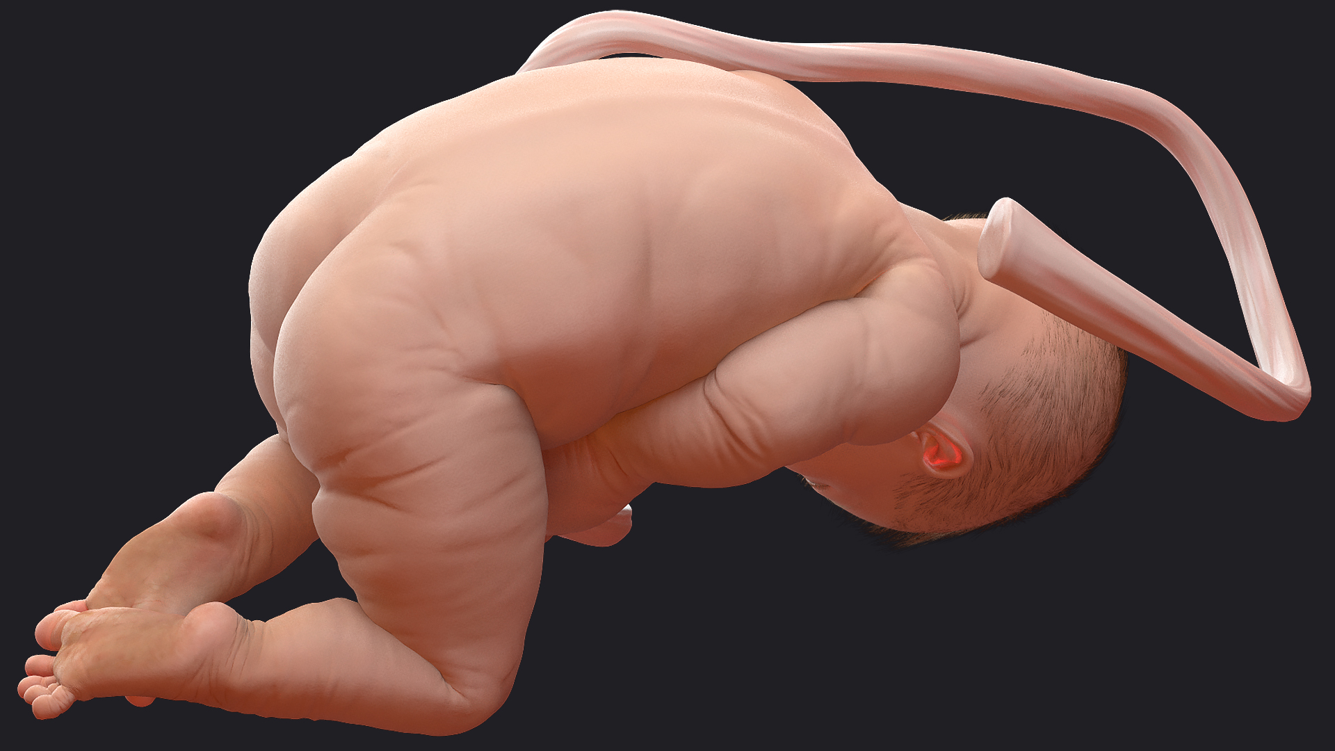 Baby Boy at 38 Weeks Fur 3D model