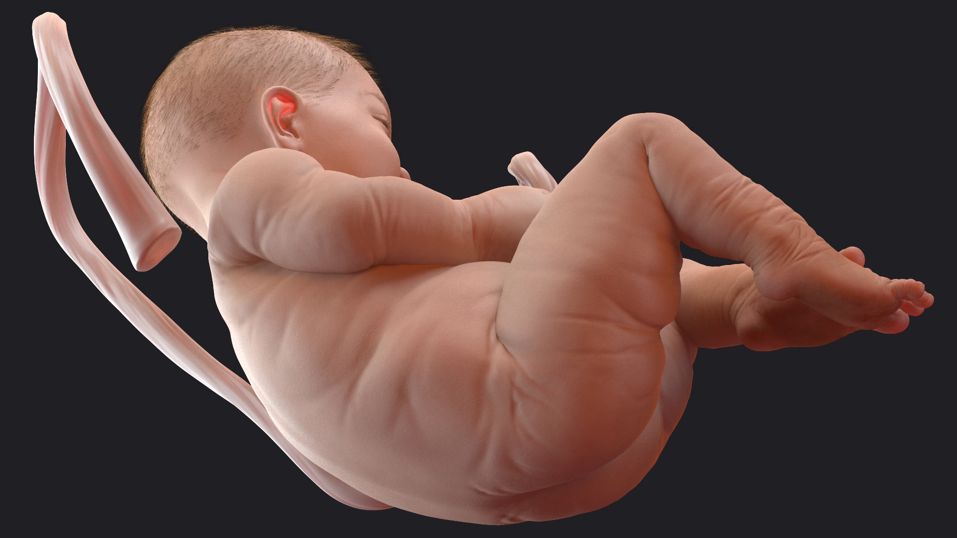 Baby Boy at 38 Weeks Fur 3D model