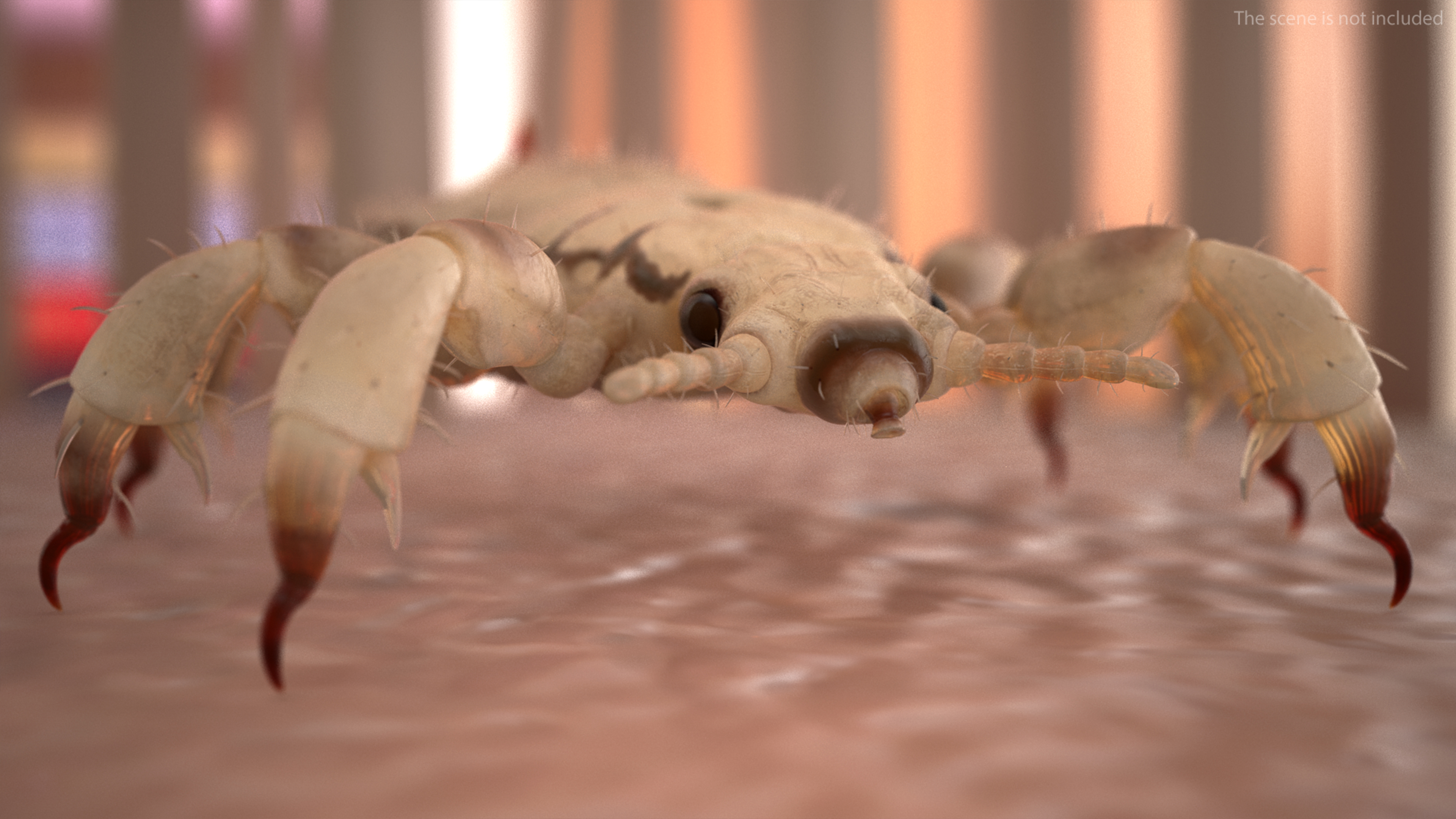 Biting Louse White SSS 3D