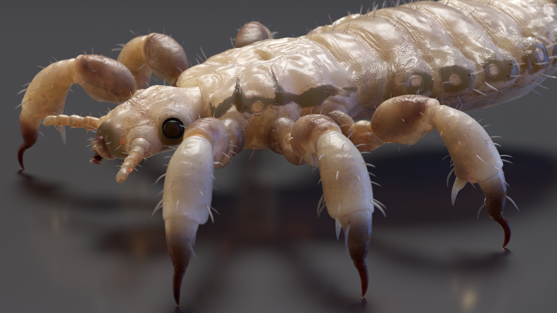 Biting Louse White SSS 3D