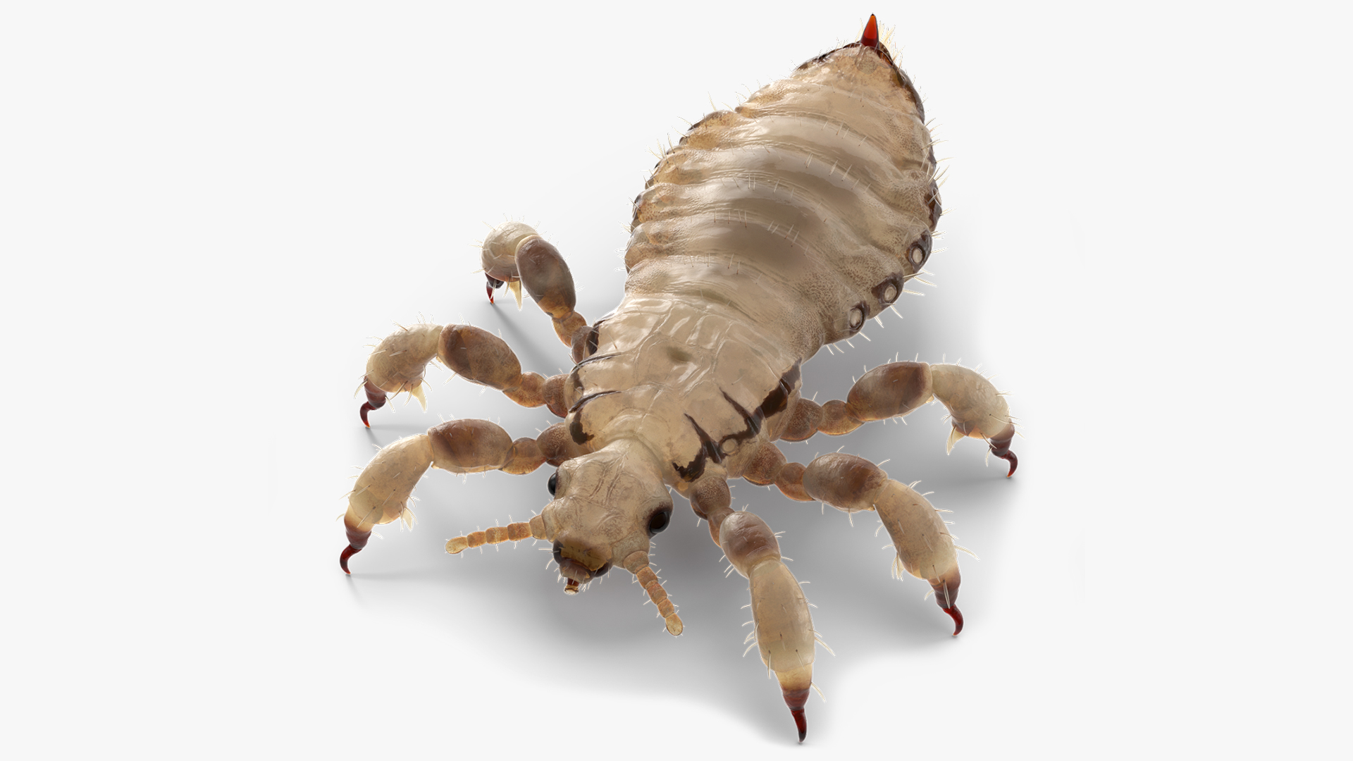 Biting Louse White SSS 3D