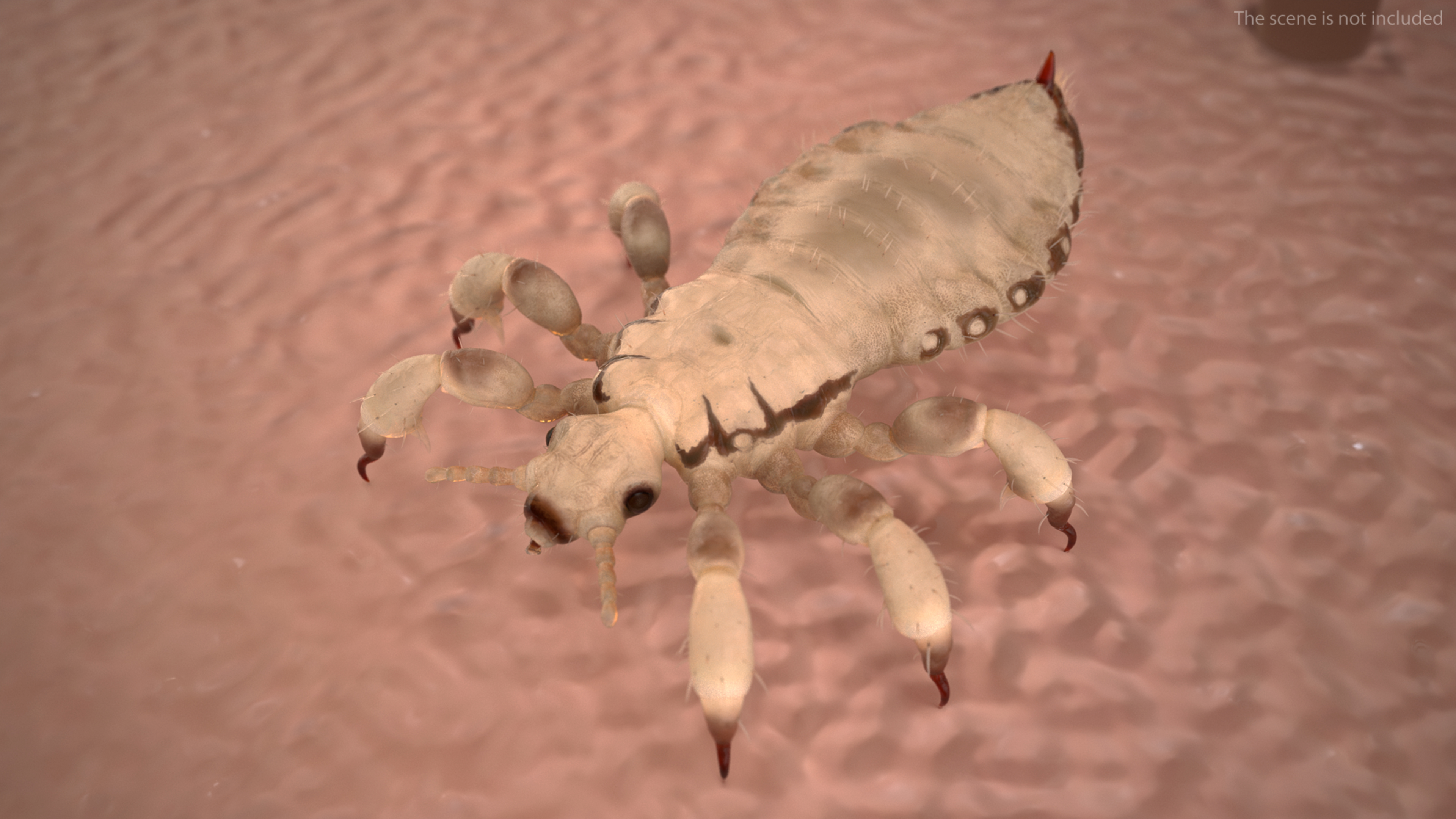 Biting Louse White SSS 3D