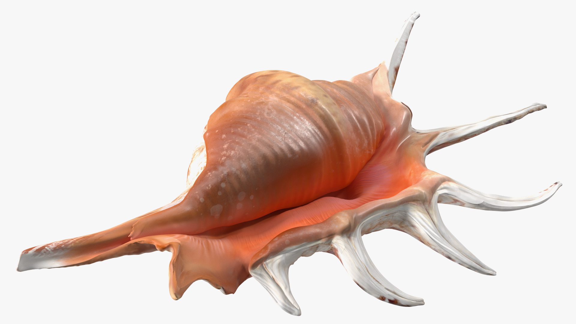 3D Lambis Truncata Shell