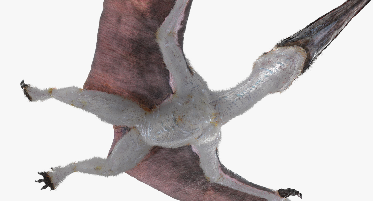 Pterosaur Pteranodon White Flying Pose with Fur 3D