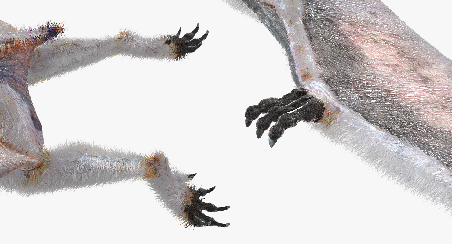 Pterosaur Pteranodon White Flying Pose with Fur 3D