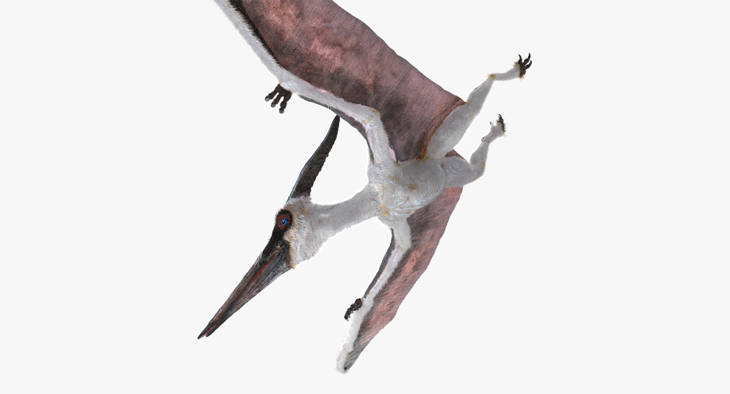 Pterosaur Pteranodon White Flying Pose with Fur 3D