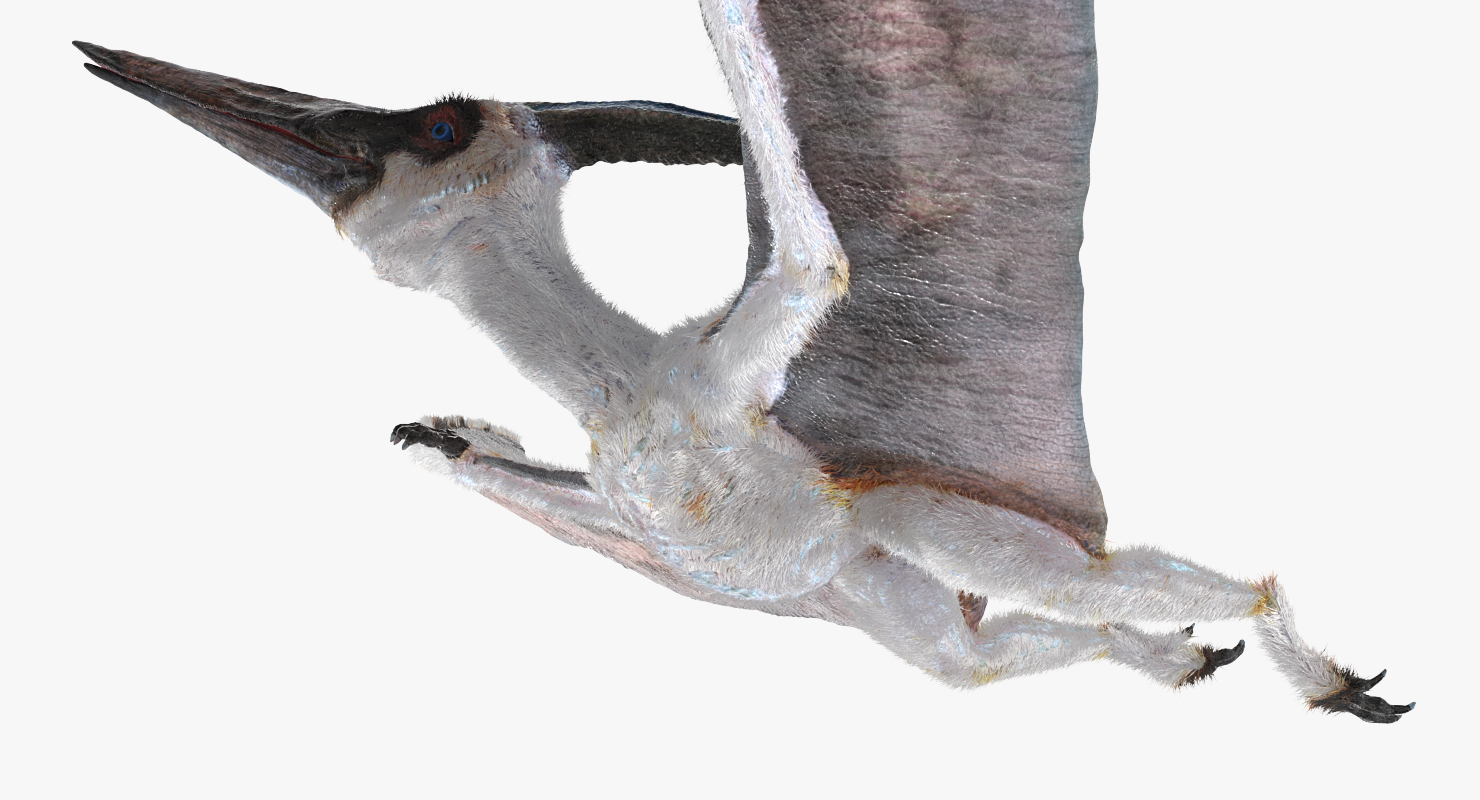 Pterosaur Pteranodon White Flying Pose with Fur 3D