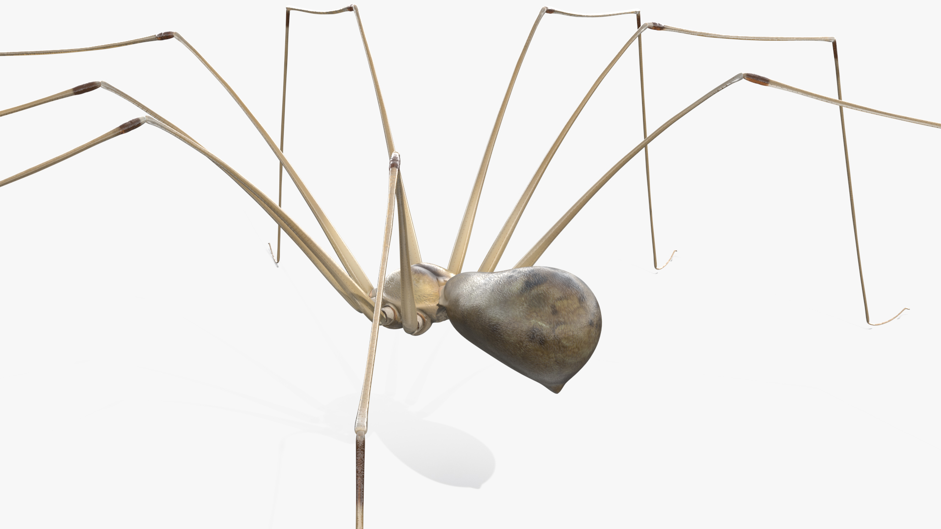 3D Pholcus Phalangioides
