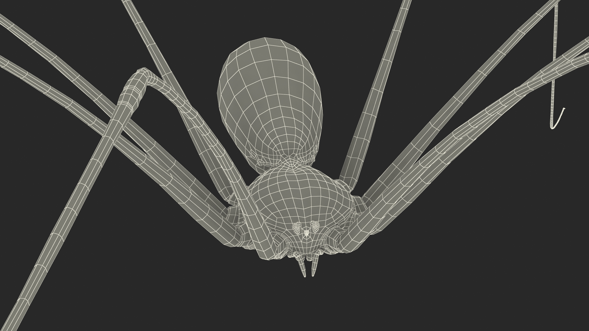 3D Pholcus Phalangioides