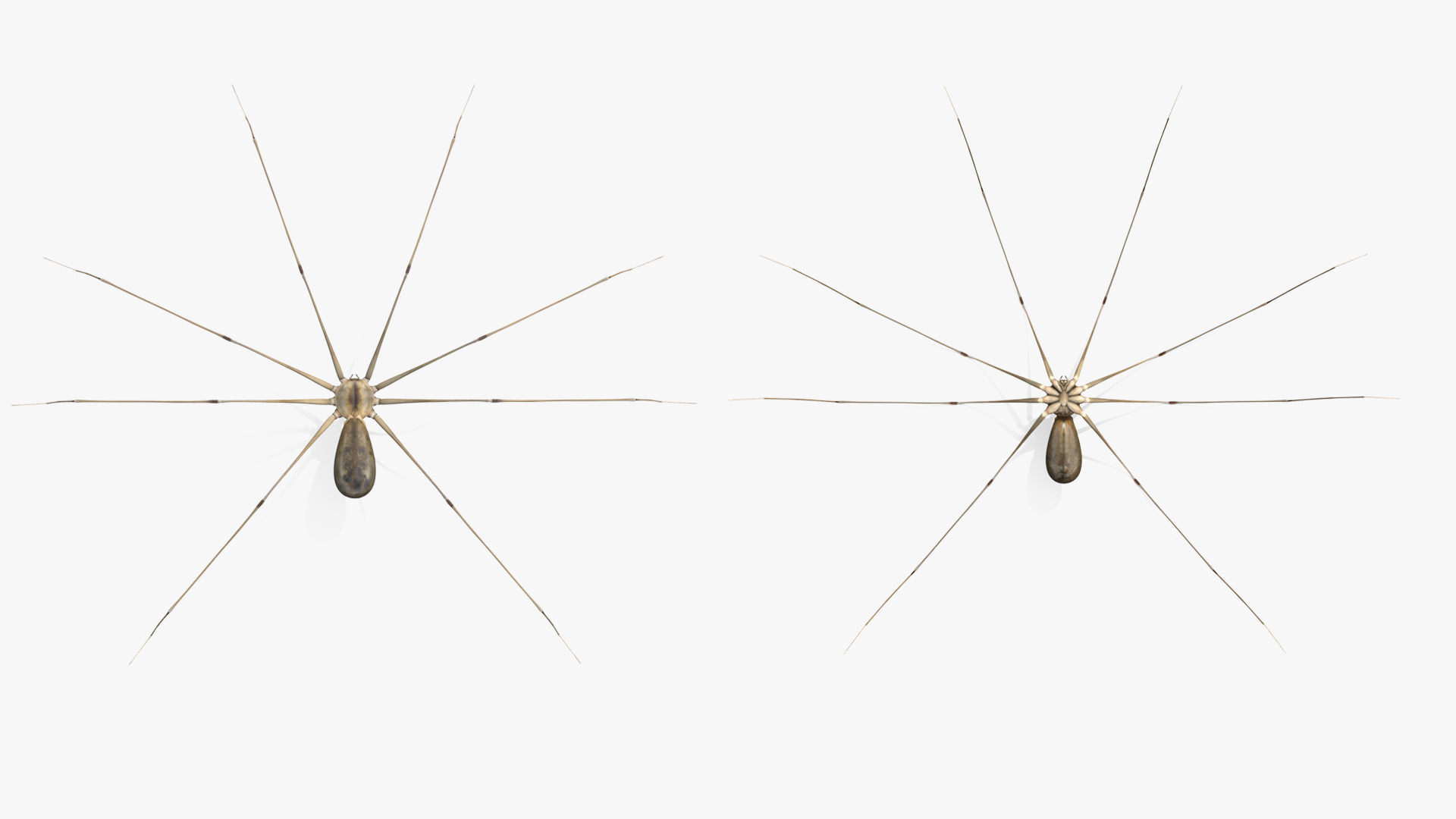 3D Pholcus Phalangioides