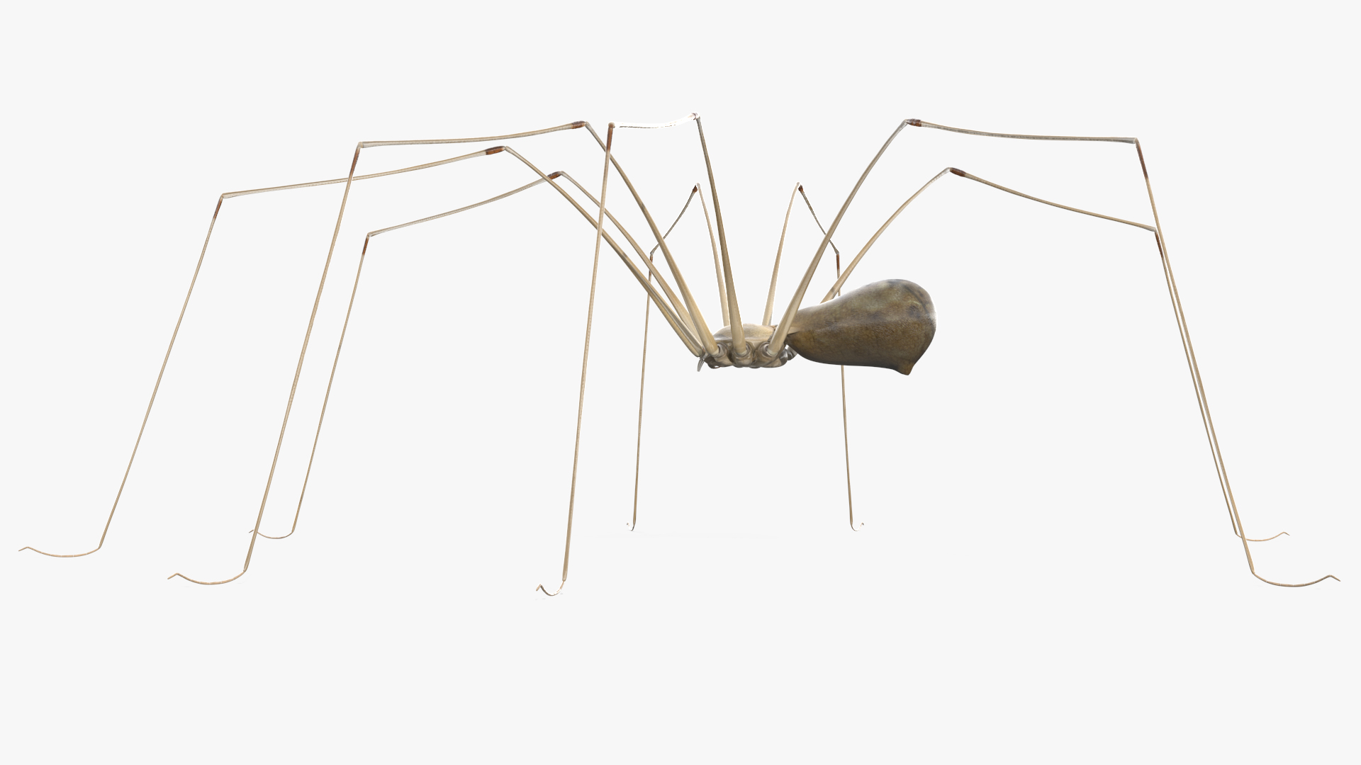 3D Pholcus Phalangioides