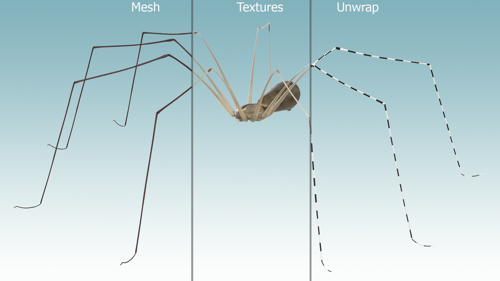 3D Pholcus Phalangioides