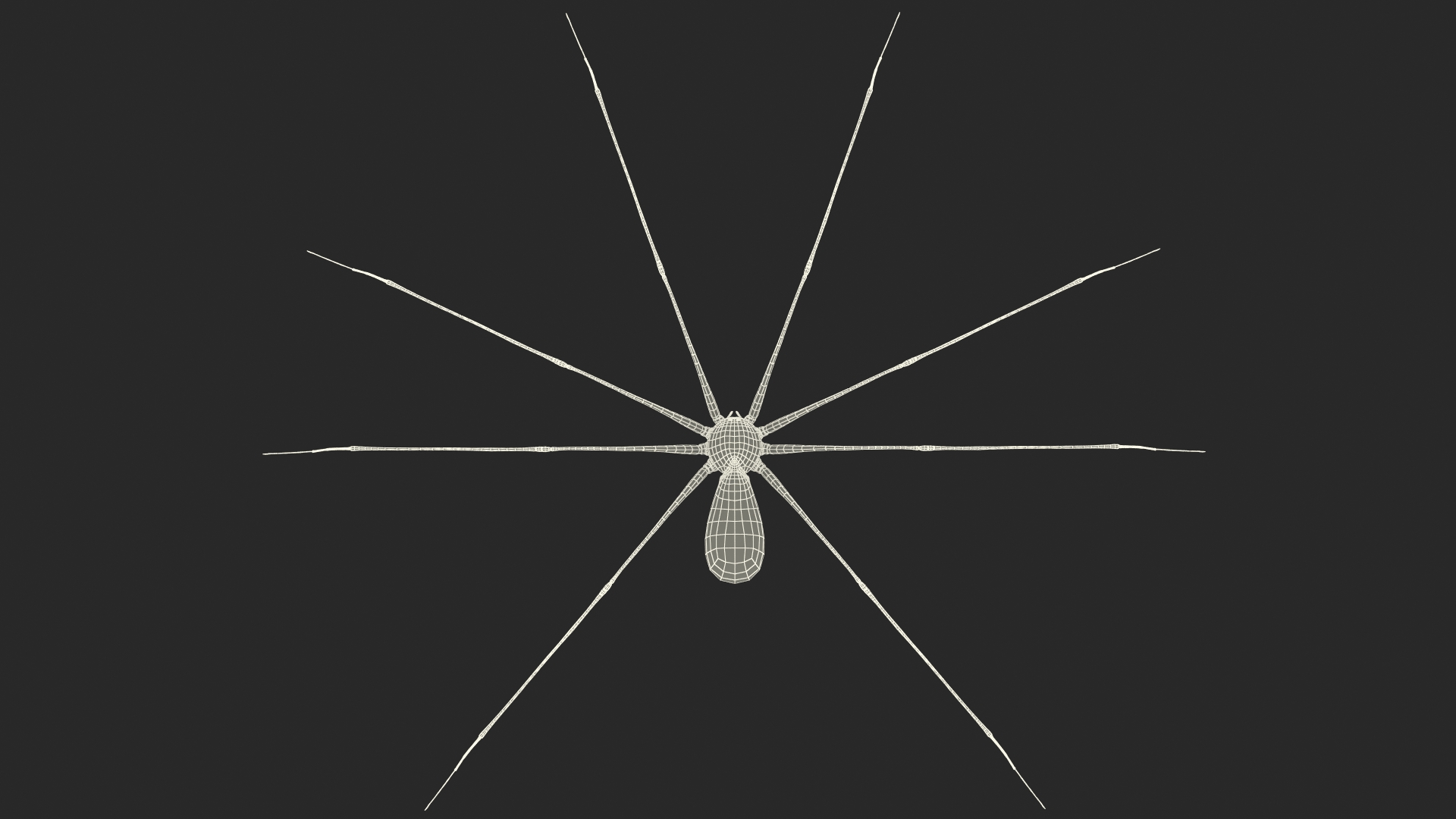 3D Pholcus Phalangioides