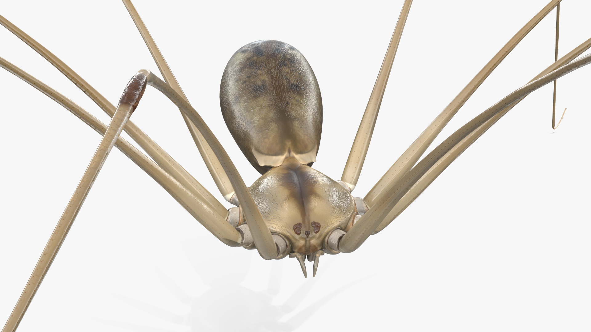 3D Pholcus Phalangioides