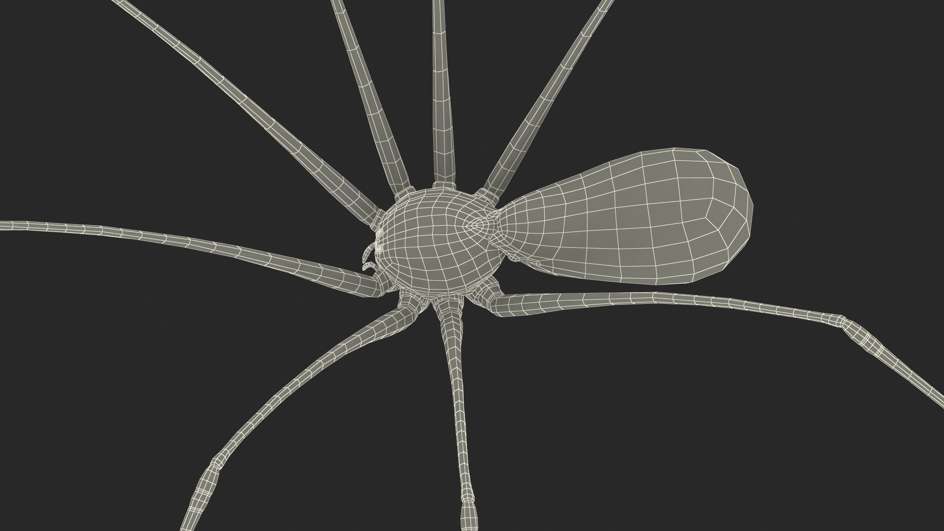 3D Pholcus Phalangioides
