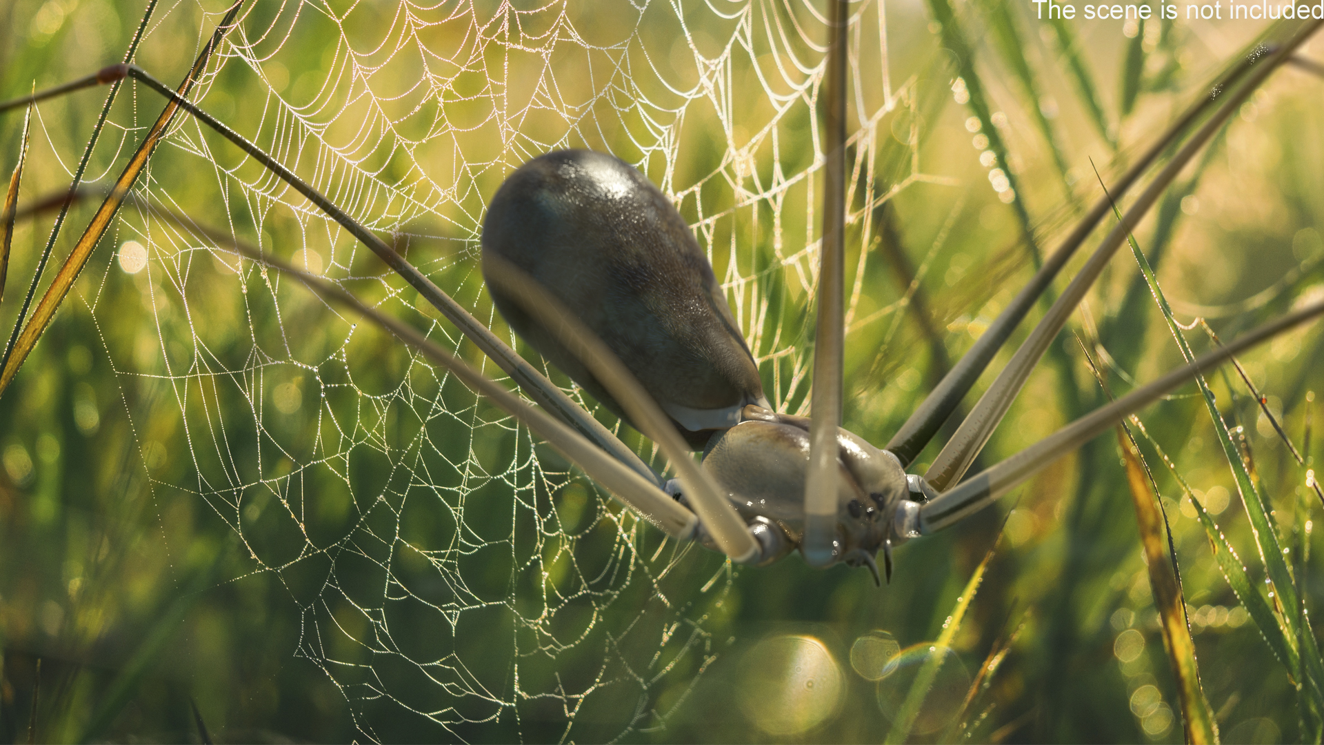 3D Pholcus Phalangioides