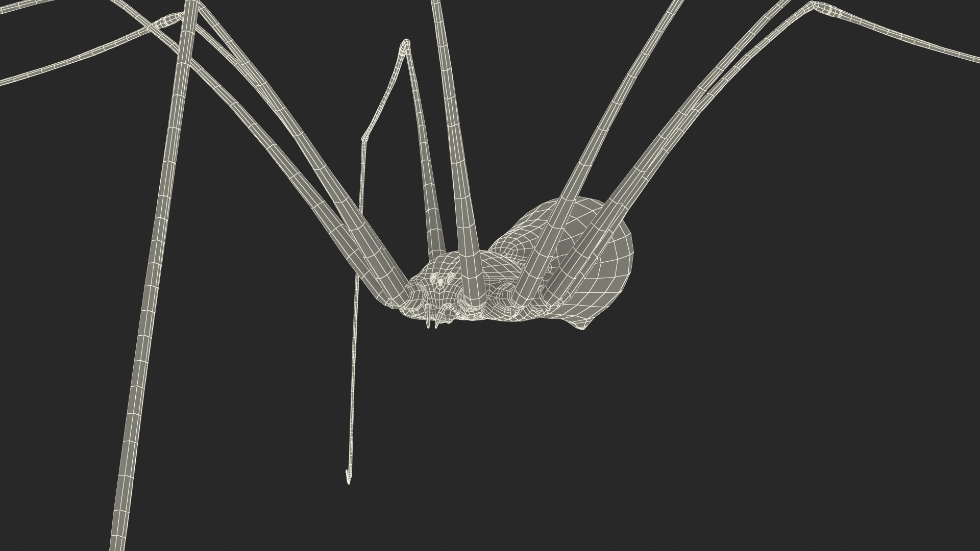 3D Pholcus Phalangioides