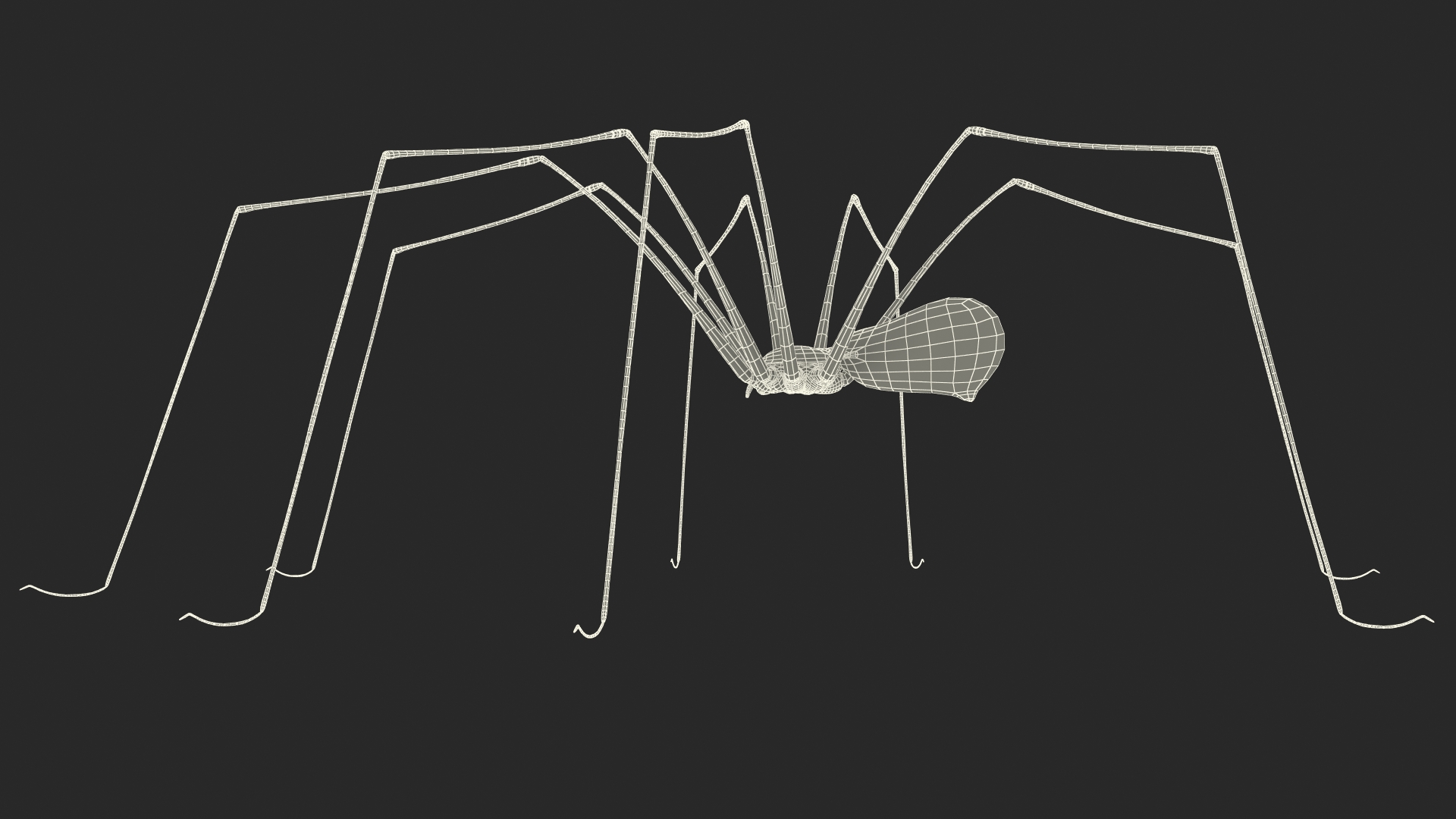3D Pholcus Phalangioides