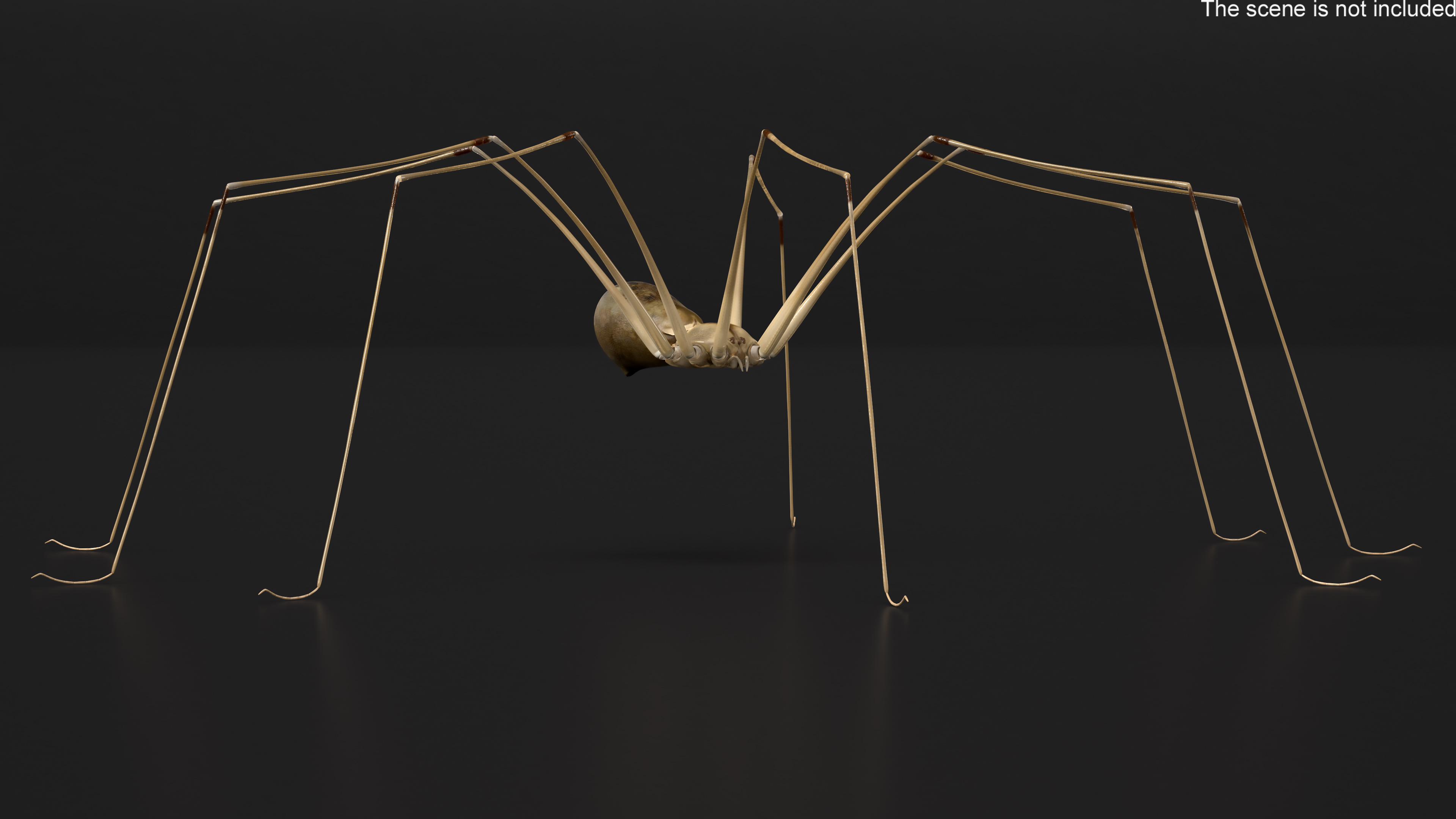 3D Pholcus Phalangioides
