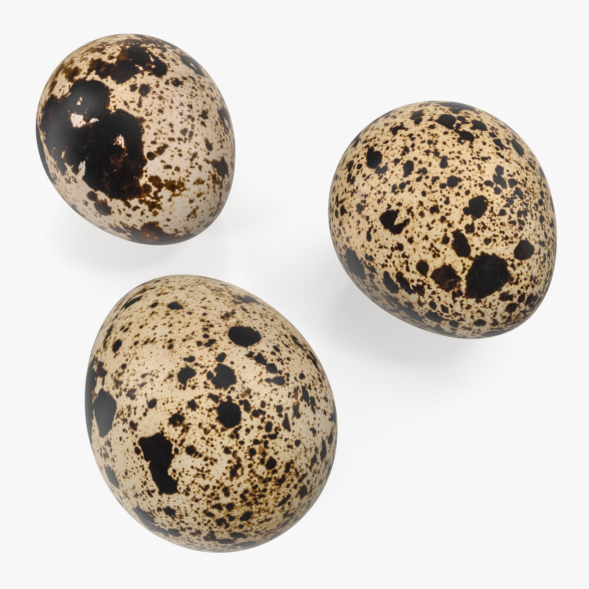 Quail Eggs 3D Models