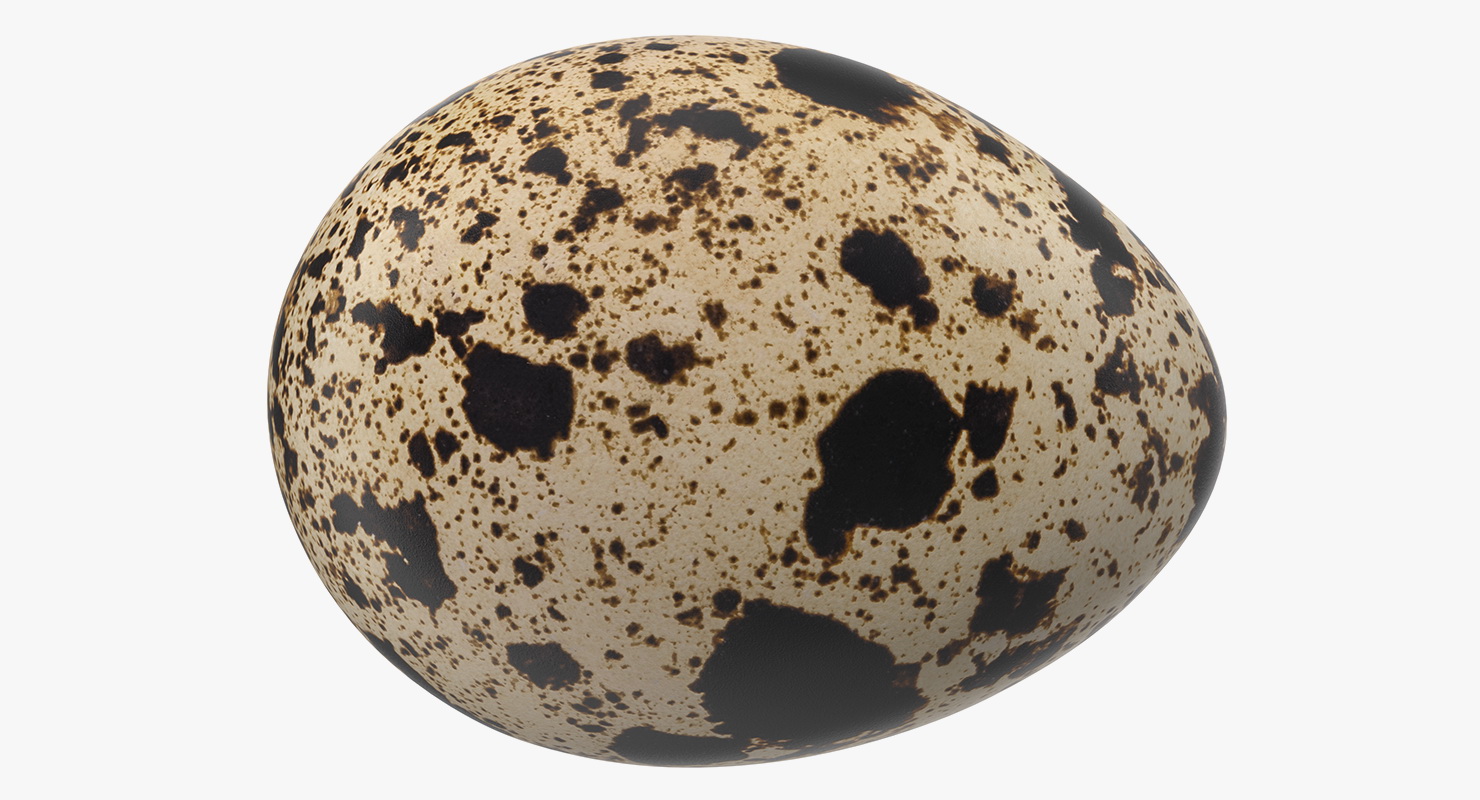 3D model Quail Eggs