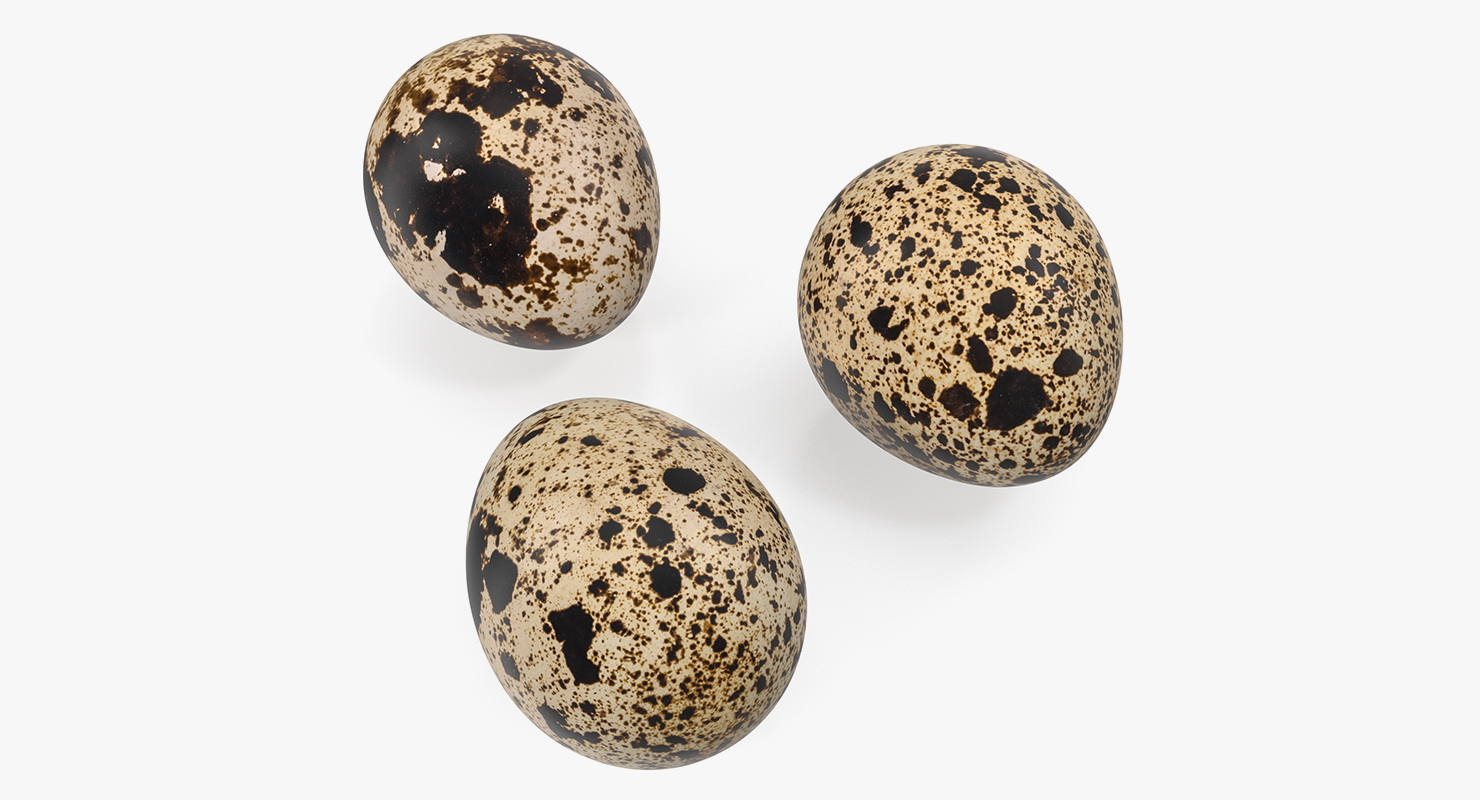 3D model Quail Eggs