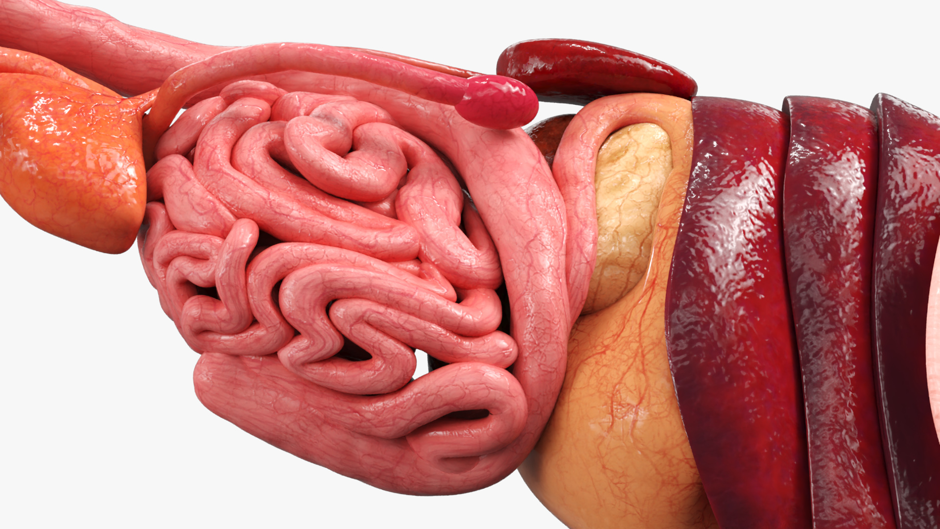 Cat Internal Organs Anatomy Structure, view 6